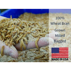 Mealworm Wheat Bran Bedding & Food Source - 100% Wheat Bran Easily Grow Worm 4qt
