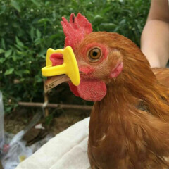50pcs Yellow Farm Animal Chicken Hens Plastic Anti Pecking Peck Glasses Goggles