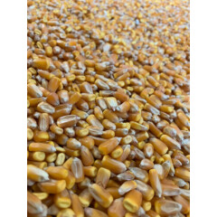 Iowa Grown Feed Corn - Multiple Sizes to Choose from - Great for Wildlife - Feed