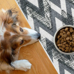 Ultra-Thin Cat and Dog Litter Mat for Litter Box - Feeding Mat - Pet Mat