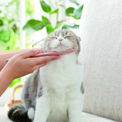 CAT GROOMER Stick Japan Limited Wataoka Nekojasuri Brush Massager PINK GRAY