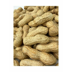 Peanuts in Shell Animal Bird Feed - 10LB