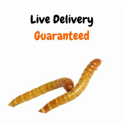 Live Mealworms - Grown Organic Meal Worms for Feeders - 1500 Bulk Feeder Insects