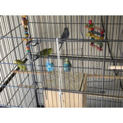 bird cage+ parakeets+ Accessories