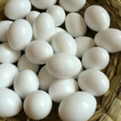 10pcs Solid Plastic Eggs Dummy Eggs For pigeons white color