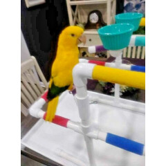 1/2" pvc Parrot Perch two tier Tabletop Play Gym Stand Birds Love Them! 
