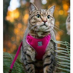 RC Pet Products Adventure Kitty Harness, Cat Walking Harness, Small, Raspberry