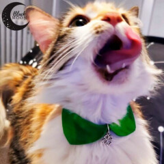 Cat Collar*Saint Patrick*Cute Cat Collar*Pet Gift*Mini Dog Collar