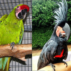 Bird Harness Adjustable Parrot Leash Bird Rope Anti Bite for All Kinds of Par~Z7