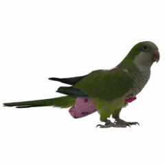 Bird Parrots Diapers Cockatiel Pigeon Nappy Pet Birds Flight Clothes Comfy Set