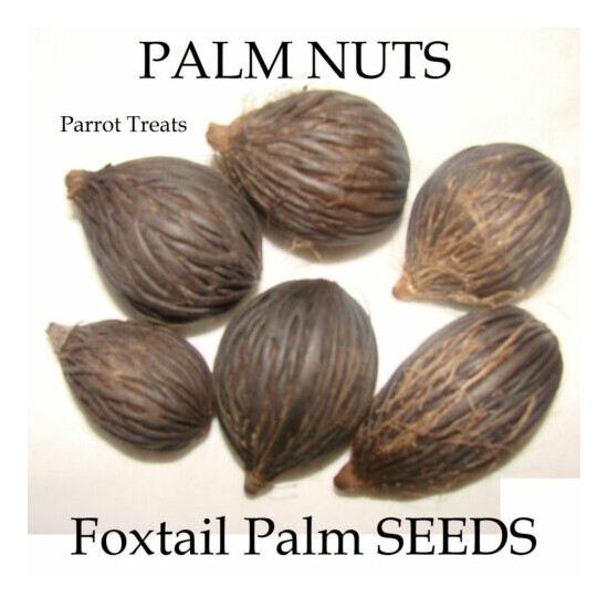 ~ PARROT TREATS~ PALM NUTS Wodyetia bifurcata MACAW 12 BIG FRESH SEEDS ORGANIC image {2}