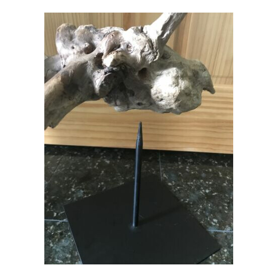 Bird Taxidermy Perch Stand medium to large bird...perfect for raven/crow/owl image {3}