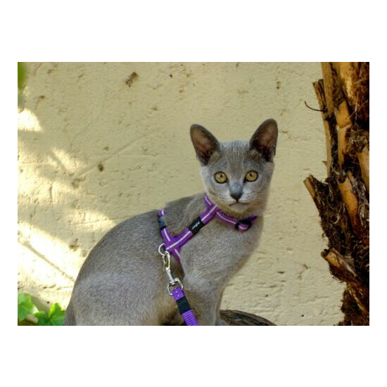 Rogz Cat Harness and Leash Set - AlleyCat Reflective - Fits Neck Size 9in-15in  image {1}