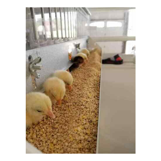 Grow Off & Holding Pen GQF 0701 for Birds & Chicks - Made in the USA! image {2}