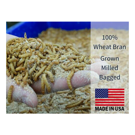 Mealworm Wheat Bran Bedding & Food Source - 100% Wheat Bran Easily Grow Worm 4qt image {4}