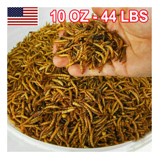 Dried Mealworms Non-GMO Natural Food for Wild Birds Chickens 10OZ/ 11/22/44 LBS image {1}