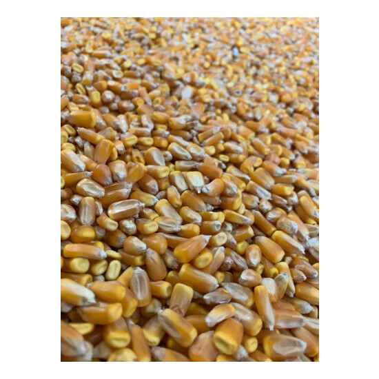 Iowa Grown Feed Corn - Multiple Sizes to Choose from - Great for Wildlife - Feed image {8}