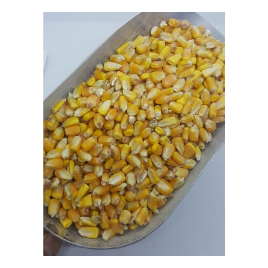 Whole Raw/Re-CLEANED Corn Animal Feed or Arts & Crafts Choose Size RESEALABLE image {3}