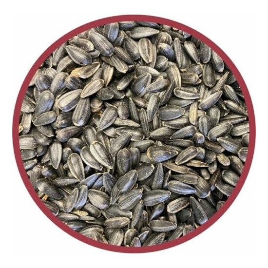 Pennington Select Black Oil Sunflower Seed Wild Bird Feed, 20 lb. Bag image {3}