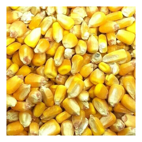 Whole Raw/Re-CLEANED Corn Animal Feed or Arts & Crafts Choose Size RESEALABLE image {2}