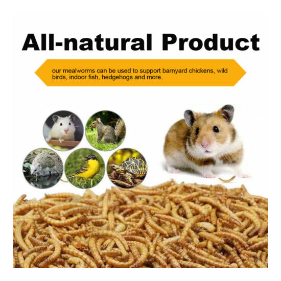 44lbs Non-GMO Dried Mealworms for Birds Chickens Hamster Fish Reptile Turtles US image {3}