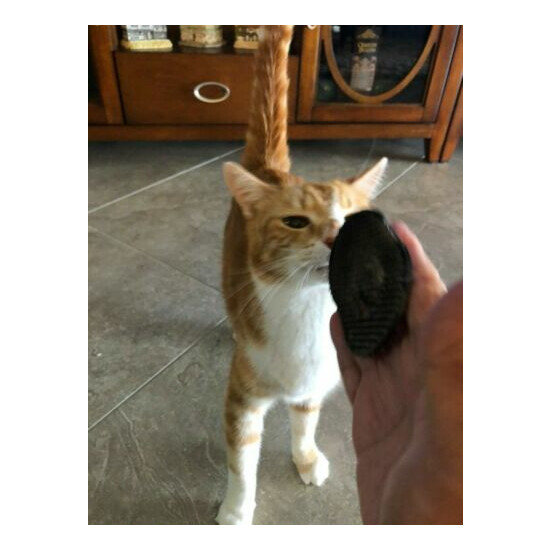 Pet Kitty-Cat Palm Brush and Massager image {7}
