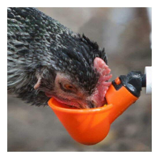 10/20PCS Automatic Poultry Water Bowl Chicken Hen Drinking Cup Feeder Drinker image {1}