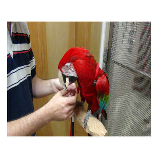 Crown Adjustable Parrot Bird Harness Leash Multicolor Light Soft Fashion image {2}