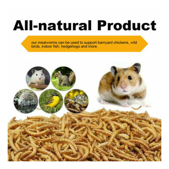 Natural Dried Mealworms 10oz Protein Bulk Food for Chicken Fish Turtles Birds US image {4}