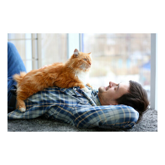 urinary tract cat treats - CAT URINARY TRACT SUPPORT - cranberry treats cats 2B image {4}