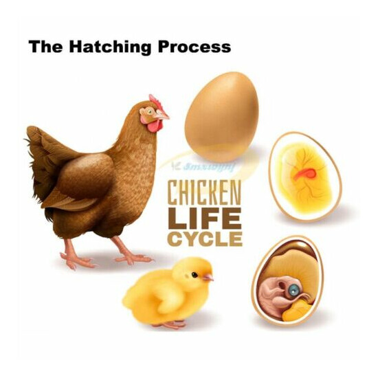 Automatic Hatching Machine Chicken Duck Goose Pigeon egg incubator image {4}