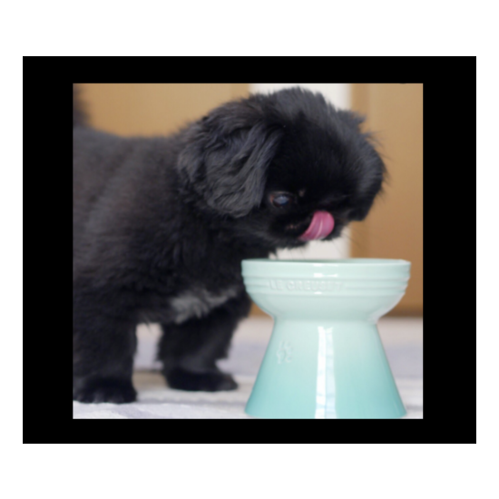 High Stand/Pet Ball Food Bowl For Dogs For Cat LECREUSET Official byFedex image {4}