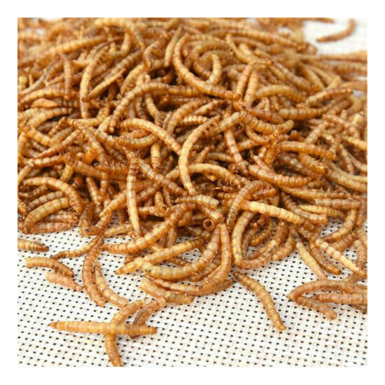 50/100g Dried Mealworms Top Quality Wild Bird Fish Food Reptile Food Koi Food image {1}
