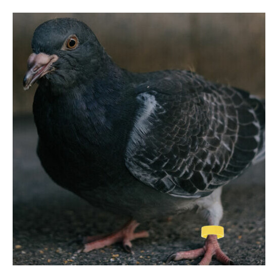 300Pcs Parrot Leg Clip Bands Colorful Pigeon Clip Rings for Farm Home Birds image {5}