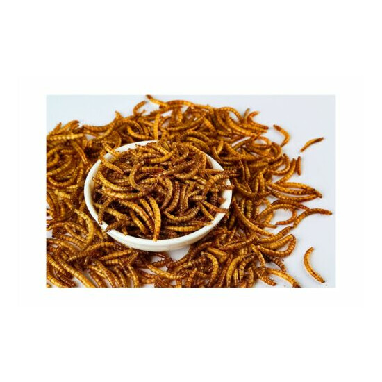 Hatortempt 5 lbs Non-GMO Dried Mealworms-High-Protein Mealworms for Wild Bird... image {2}