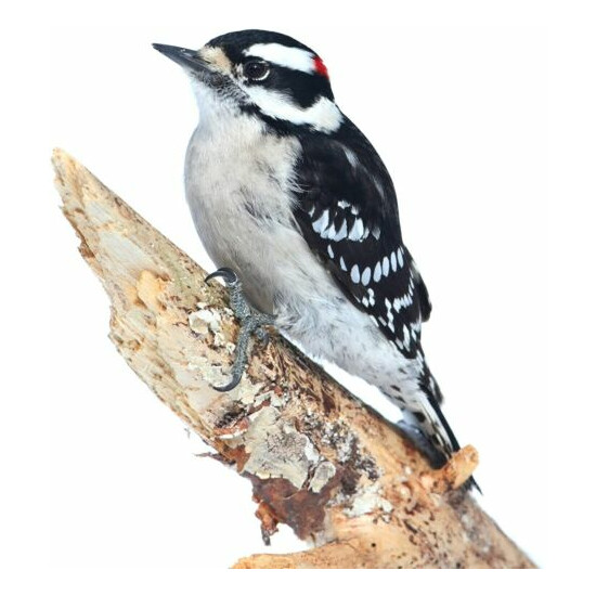 C&S CS12689 Woodpecker Treat Melt Suet Plugs for Wild Birds, 11 Ounces, None image {4}