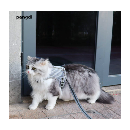 Pangdi Cat Harness SMALL image {1}