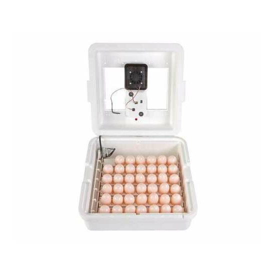 Incubadora de 41huevos automatica encubadora para gallina pato  image {1}