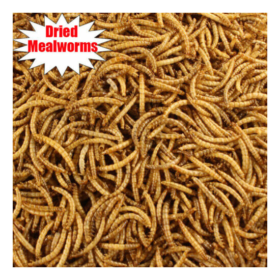 22 lbs Bulk Dried Mealworms NON GMO Organic Fish Bluebirds Chickens Gliders Hen image {2}