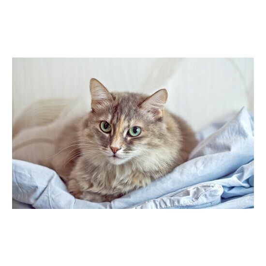 cat wellness treats - CAT HAIR AND COAT HEALTH - senior cat treat 2B image {4}