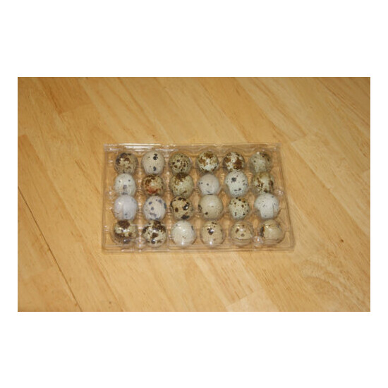  Quail Egg Cartons 100 Pack flat top 24 egg image {3}