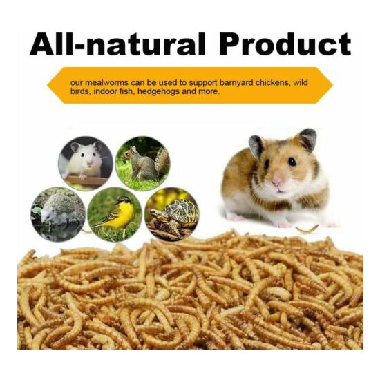 100% Non-GMO High-Protein Bulk Dried Mealworms Treats for Birds Chickens Turtles image {1}