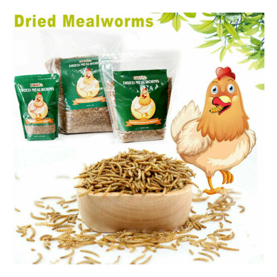 Bulk Dried Mealworms for Wild Birds Food Blue Bird Chickens Hen Treats Non-GMO image {1}