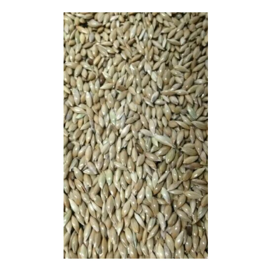 Alpiste Canary Seed 5 Lbs. -Clean and Fresh  image {5}