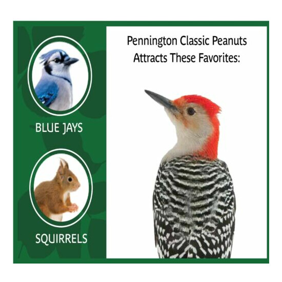 Pennington Shelled Peanuts Wildlife and Wild Bird Food, 5 lb. Bag image {4}