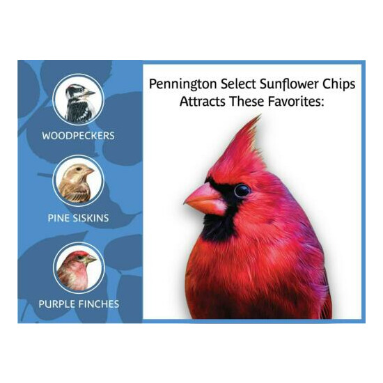 Wild Bird Feed Food Pennington Select Sunflower Hearts Chips No Shells 5 Lb Bag image {4}