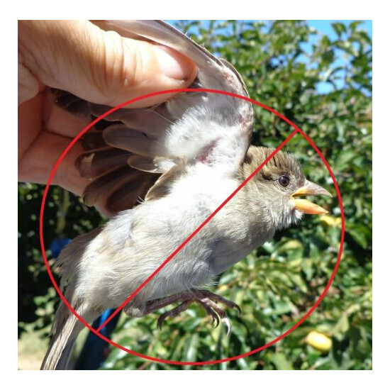 (3) Sparrow Stop Chicken Feeders ( ABS Plastic) image {3}