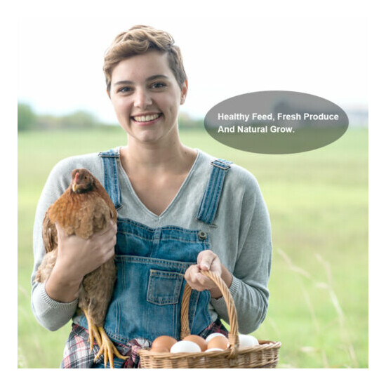 22lbs Bulk Dried Mealworms NON GMO Chicken Hen Treats Duck Organic Feed Birds image {5}