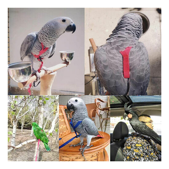 Bird Harness Adjustable Parrot Leash Bird Rope Anti Bite for All Kinds of Par-dr image {2}