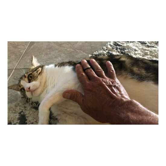 Pet Kitty-Cat Palm Brush and Massager image {6}